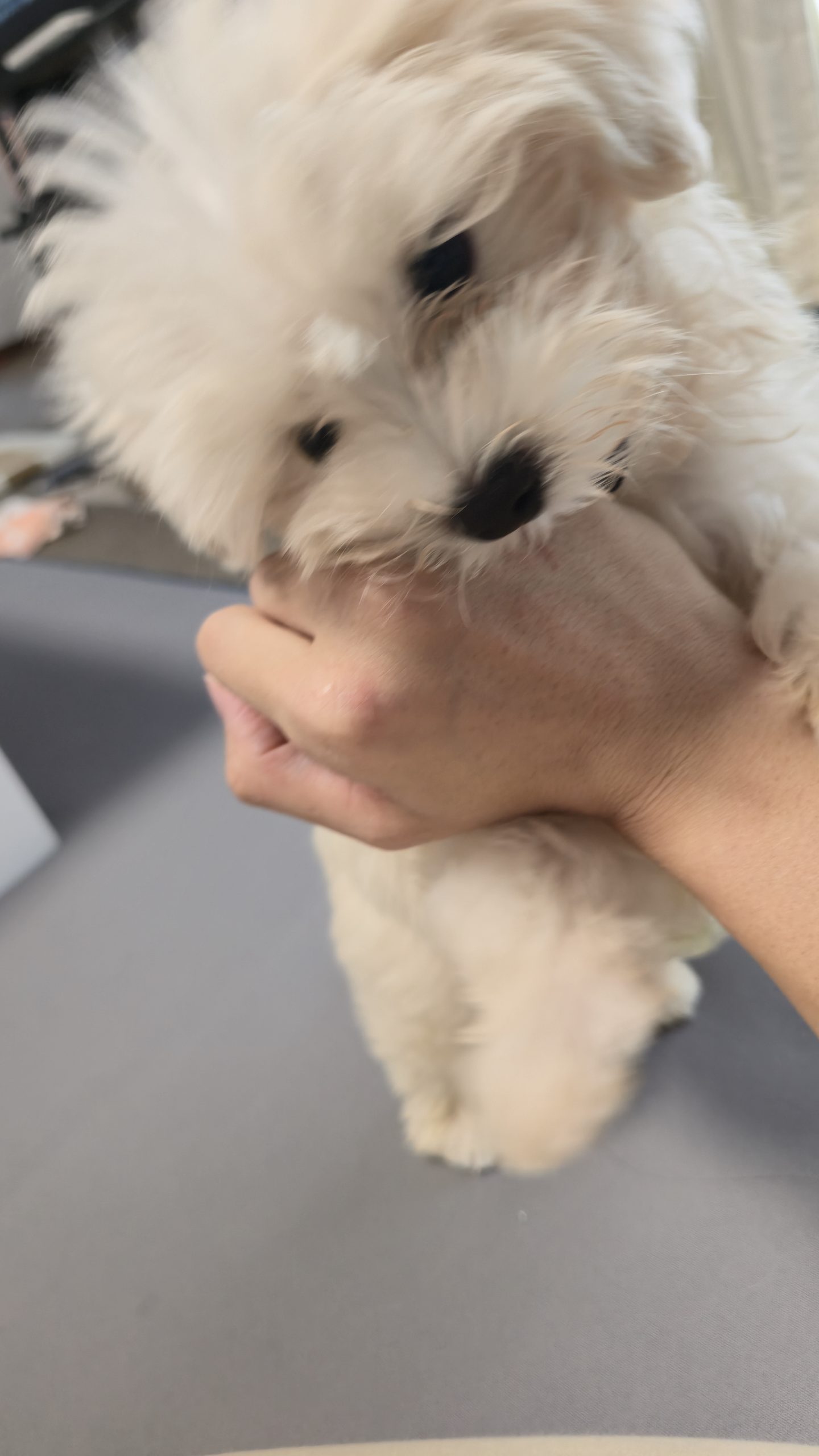 実家の新しい家族。手にじゃれつく白い犬